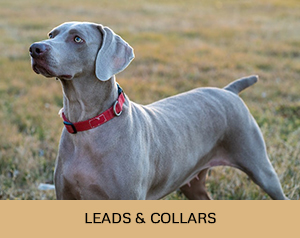 Leads and collars gundog training