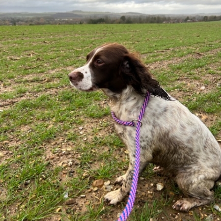 English Springer Spaniel with 8mm slip lead