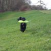Tennis Ball Dummy (various sizes) - Image 4
