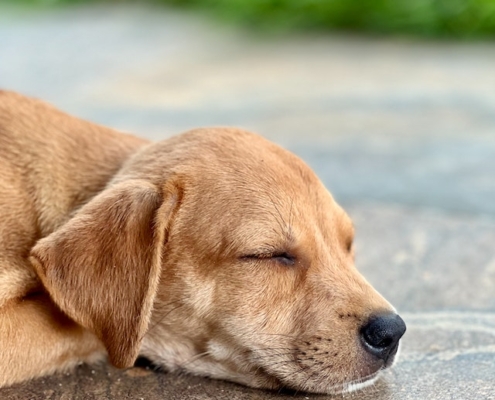 Relaxed dog sleeping