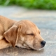 Relaxed dog sleeping