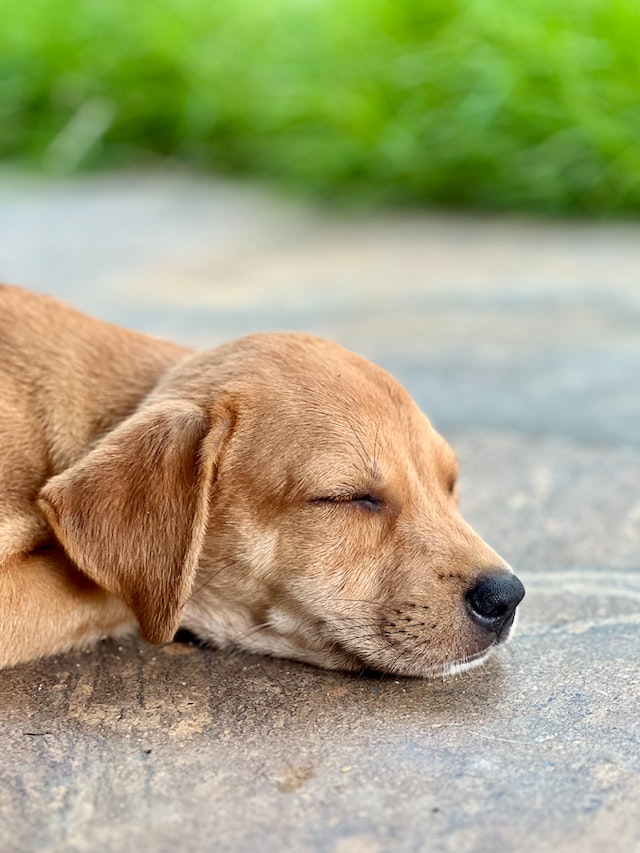 Relaxed dog sleeping