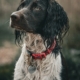 Gundog training english springer spaniel