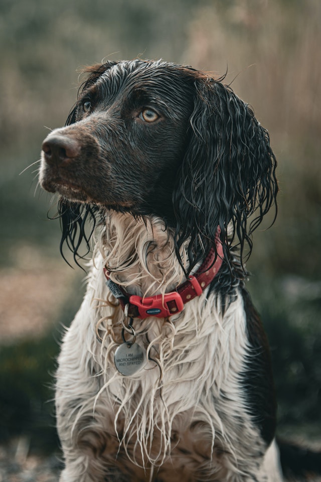 Gundog training english springer spaniel