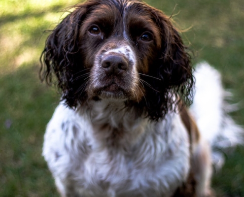 English springer spaniel looking up