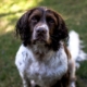 English springer spaniel looking up