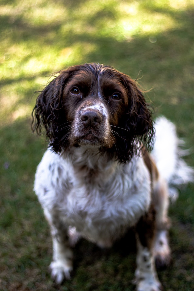 English springer spaniel looking up